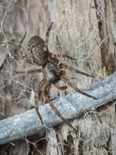 Grey House Spider