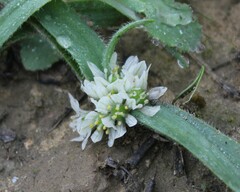 Allium chamaemoly
