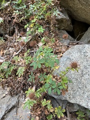 Acaena ovalifolia