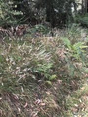 Rytidosperma gracile