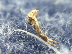 Uloborus glomosus