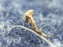 Uloborus glomosus