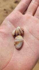 Latona cuneata