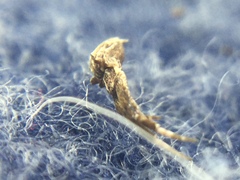 Uloborus glomosus