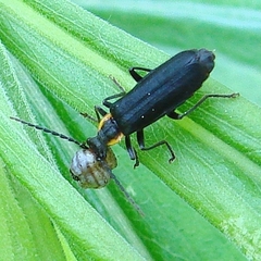Podabrus rugosulus