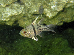 Sphaeramia orbicularis