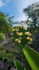 Euphorbia antiquorum