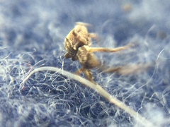 Uloborus glomosus
