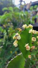 Euphorbia antiquorum