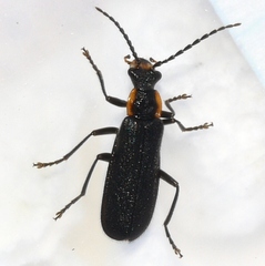 Podabrus rugosulus