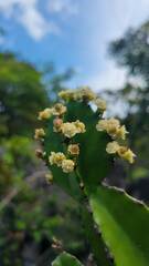 Euphorbia antiquorum