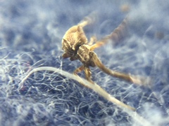 Uloborus glomosus