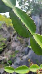 Euphorbia antiquorum