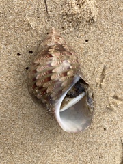 Phasianella australis
