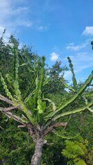 Euphorbia antiquorum
