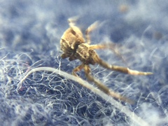 Uloborus glomosus