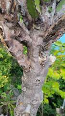 Euphorbia antiquorum