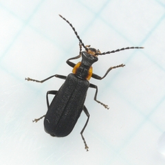 Podabrus rugosulus