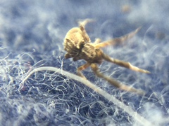 Uloborus glomosus