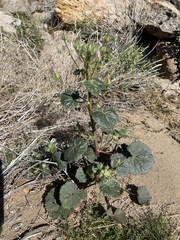 Eremalche rotundifolia