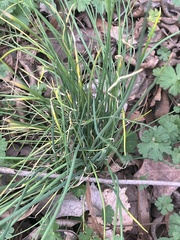 Allium vineale