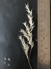 Rytidosperma gracile