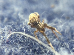 Uloborus glomosus