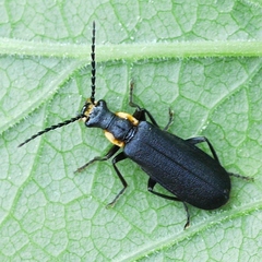 Podabrus rugosulus
