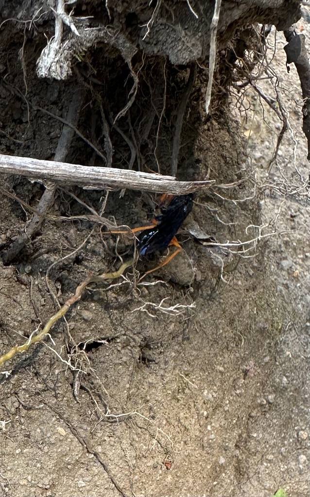 Sphictostethus xanthopus