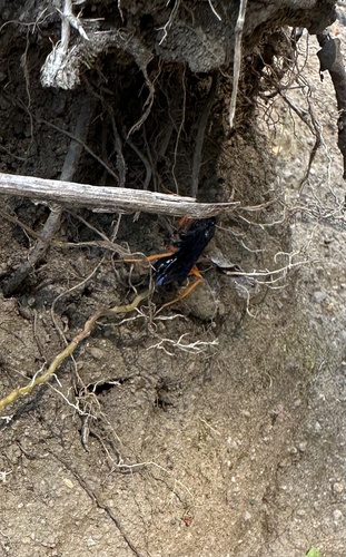 Sphictostethus xanthopus