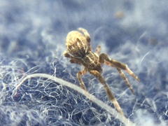 Uloborus glomosus