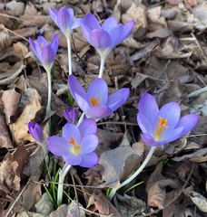 Crocus tommasinianus