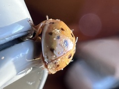 Hesperomyces virescens