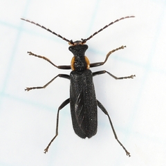 Podabrus rugosulus