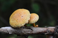 Pholiota lucifera