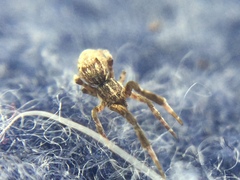 Uloborus glomosus