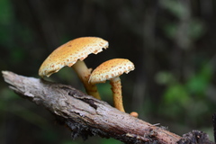 Pholiota lucifera