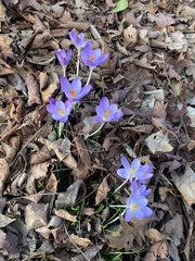 Crocus tommasinianus