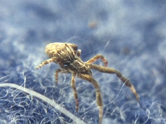 Uloborus glomosus