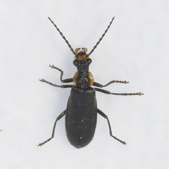 Podabrus rugosulus