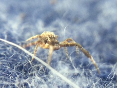 Uloborus glomosus
