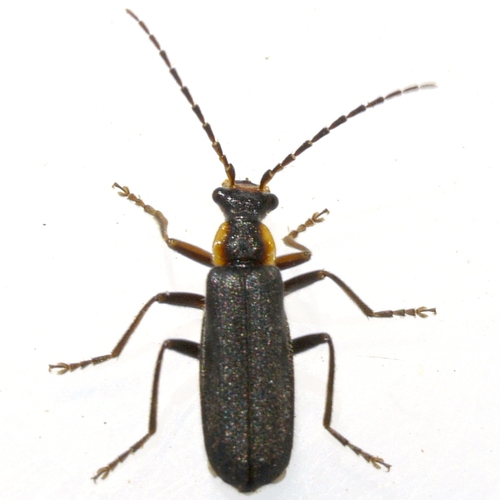 Wrinkled Soldier Beetle