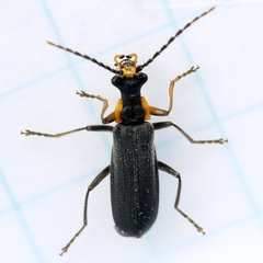 Podabrus rugosulus