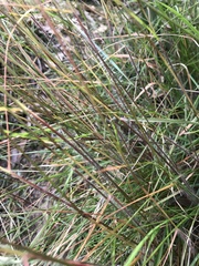 Rytidosperma gracile