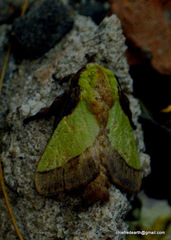 Lepidoptera