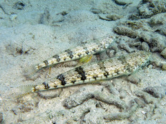 Synodus dermatogenys