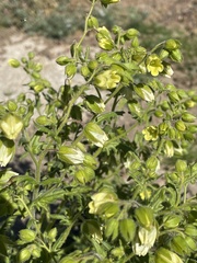 Emmenanthe penduliflora