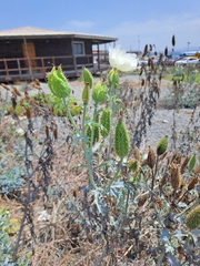 Argemone hunnemannii