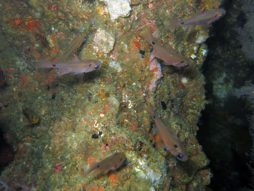 Twinspot cardinalfish (Taeniamia biguttata) — Apogonidae