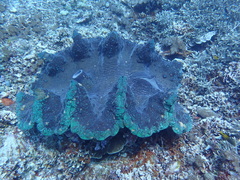 Tridacna gigas